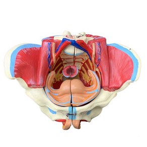 여성 골반 모형 혈관 신경 생식기 근육 자궁 실제크기, 단일옵션