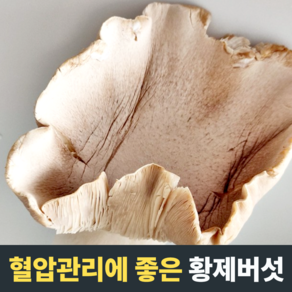 [혈압관리] 황제버섯 설원버섯 글루탐산 비타민 아르기닌 버섯요리 국산버섯 국내산황제버섯 국산설원버섯, 1개, 600g