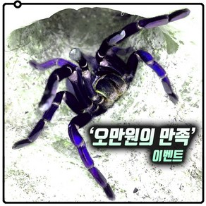 '오만원의 만족' 타란툴라 애완거미 타란전문보온포장 포함, 베트남블루 7cm, 2개