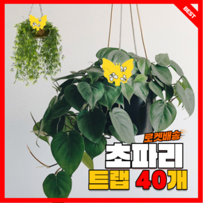 지니홈 가드닝 벌레퇴치트랩 40P