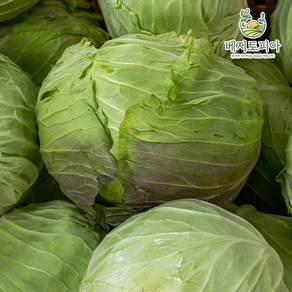 베지토피아 수입 양배추 식자재 신선 중국산 업소용 식자재용 1통 3통, 3개, 통, 2.5kg