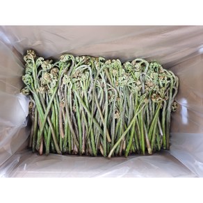 [찔레꽃농장] 자연산 생고사리 고사리, 3KG, 1개