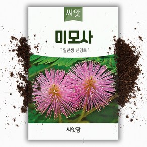 씨앗팜 야생화 꽃씨 신경초 종자 씨앗 (50립) 미모사 잠풀 콩과 한해살이 일년생, 1개