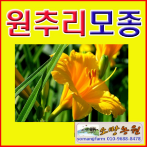 (D소망)사계원추리(스텔라)모종(포트) 7개