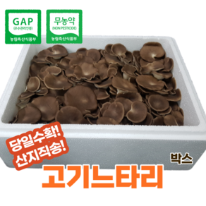 산지직송 고기느타리 산타리 1.8kg 벌크 대용량