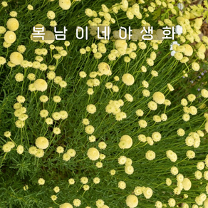 코튼라벤더 비렌스 [1개 복남이네야생화 모종 허브 산토리나 santolina], 1개