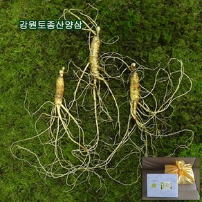 하주니 산양산삼 7년근 산양삼 장뇌삼 장뇌산삼 야생 산삼 황절삼 무농약 자연산 면역력 명절 설날 추석 선물세트 부모님 건강 고급 선물, 1세트, 산양산삼08년근 03뿌리