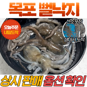 [당일신선생물] 국내산 목포 뻘낙지 낙지 산소 포장 살아서 도착 산낙지, 1세트, 마리 당 80~90g, 중소낙지 10마리