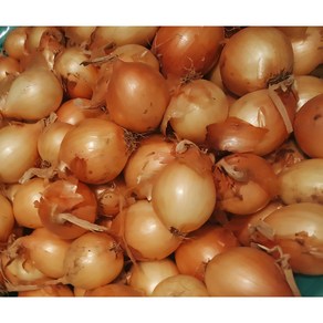 [당신의맛]산지직송 햇양파(장아찌용), 1박스, 3kg