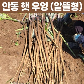 안동 햇 우엉 2kg 알뜰형 생우엉, 1개, 알뜰형(굵은것)