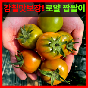 단짠단짠 산지직송 부산명물 대저짭짤이토마토, 1박스, 2.5kg-L(대과)