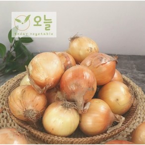 [오늘야채]25년 창녕 햇양파(중) 산지직송, 1개, 5kg