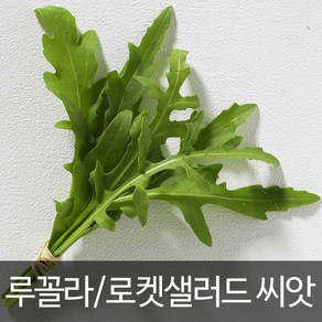 루꼴라 씨앗 로켓샐러드 종자 채소 야채 상추 10g, 1개