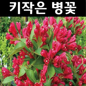 키작은병꽃 나무 묘목(올썸머레드) 15cm포트 1개/정원수 조경수, 2. 마담겔렌 포트묘, 1개