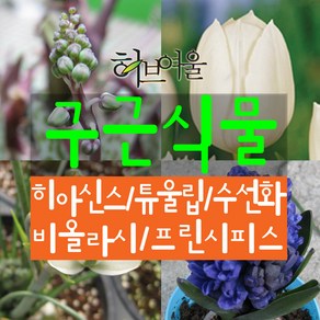 허브여울 구근식물 모음(히아신스5종/튤립5종/미니수선화/프린시피스(알부카)/비올라시) 지름 9cm 소품화분