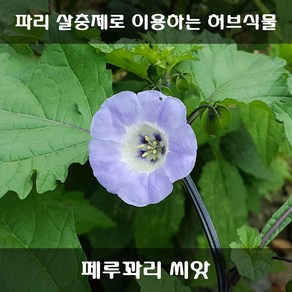 [해피플라워] 천연 살충제 만들기 페루꽈리 씨앗 0.5g(약 600립) / 봄 여름 파종 꽃씨, 1개