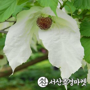 손수건나무 키60cm내외 묘목 서산조경마켓, 1개