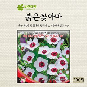 세계종묘 붉은꽃아마 씨앗 200립, 1개