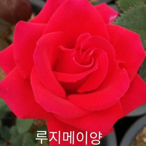 사계장미 (정원) 루지메이양 (빨강색) 포트(분) 키60cm 1주(개)