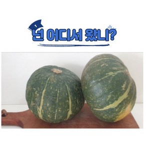 다이어트 붓기 빼기 포만감 뉴질랜드 단호박, 800ml