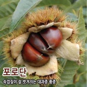 밤나무 묘목 접목1년, 포로단-왕유밤(속껍질이 잘 벗겨져요) 중묘, 1개