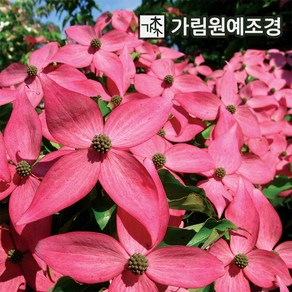 산딸나무 묘목 미꽃산딸나무 스칼렛파이어 5년생 개화주 가림원예조경, 1개