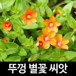 뚜껑 별꽃 씨앗 50알 앵초 뚜껑별꽃 종자 꽃씨 꽃씨앗, 1개