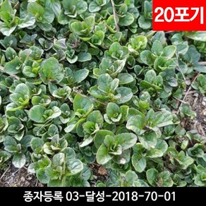 박하 모종 20포기, 1개