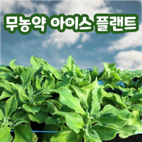 무농약 아이스플랜트 당일수확 산지직송, 1박스, 1.2kg