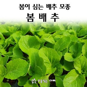 [모종심는아빠] 봄에 심는 배추 모종 봄배추, 모종7주, 1개