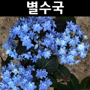 별수국 나무 묘목 7치화분 1개