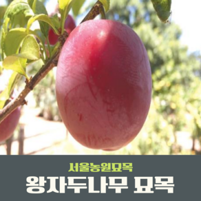 서울농원묘목/자두나무 묘목 왕자두 알프스왕자 접목1년생, 왕자두(특묘), 1개