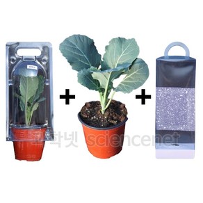 [과학코리아] (4월입고예정/순차발송) 배추흰나비 (일반형) (1세트) /나비키우기 알화분 먹이식물 관찰용