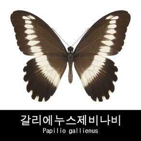 포르카스제비나비표본/Papilio phorcas 80mm+-