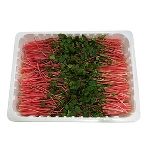 생 적메밀순 500g 1팩 그린팜, 1개