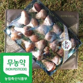 국내산 친환경 참송이 버섯 선물용, 1박스, 700g(중)