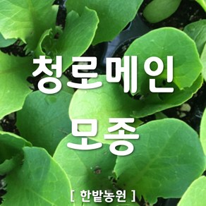 채소 모종 ~ 각종 묘종. 베란다 텃밭 세트 공기정화식물 허브 씨앗 채소모종 ~