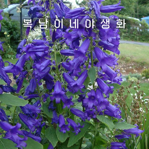 캄파눌라 로얄웨딩 [1개 복남이네야생화 모종 블루벨 초롱꽃 벨플라워 campanula], 1개