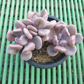 [수암다육] 큐피트 랜덤발송 Echeveria 'Cupid' 다육 다육이 다육식물 430 큐피드