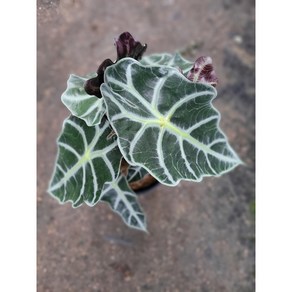 거북알로카시아 중품 35~50cm 89, 1개