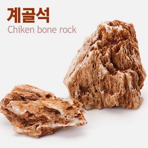 계골석 1Kg, 1개