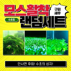 [수초킹] 모스활착 랜덤세트 / 구피 새우 치어 치비 모스 음성 활착 삼각 자와 피콕 윌로 월로 피시덴 리시아 물미역 불꽃 퀸 미니삼각 프리미엄 비단 버드나무 민물미역 크리스마스, 1개