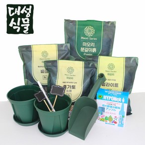 대성식물 마오리 분갈이 세트, 1개, 2L