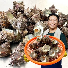 삼시세끼연구소 통영 뿔소라 생물 삐뚤이 소라 자연산 활소라 1kg 2kg 3kg 4kg 5kg, 1개