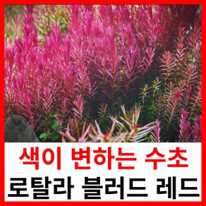 수초하우스) 로탈라 블러드 레드, 4개