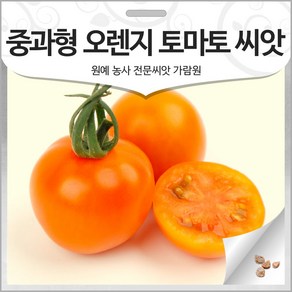 중과형 오렌지 토마토 씨앗 토마토씨 종자 채소 10알, 1개