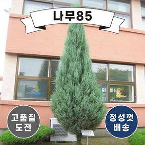 (나무85) 스카이로켓향나무 4치 장포트, 1개