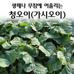 [모종심는아빠] 생채나 무침에 어울리는 청오이 모종, 모종10개, 1개
