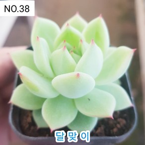 다육식물- 희귀 다육 100가지 모아보기, [NO. 38] 5.5cm 포트, 1개