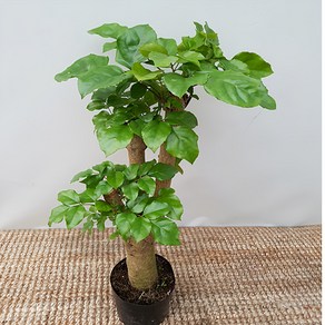 에덴농원 묶은둥이 대박나무 크기35~50목대둘레 2~3cm, 1개
